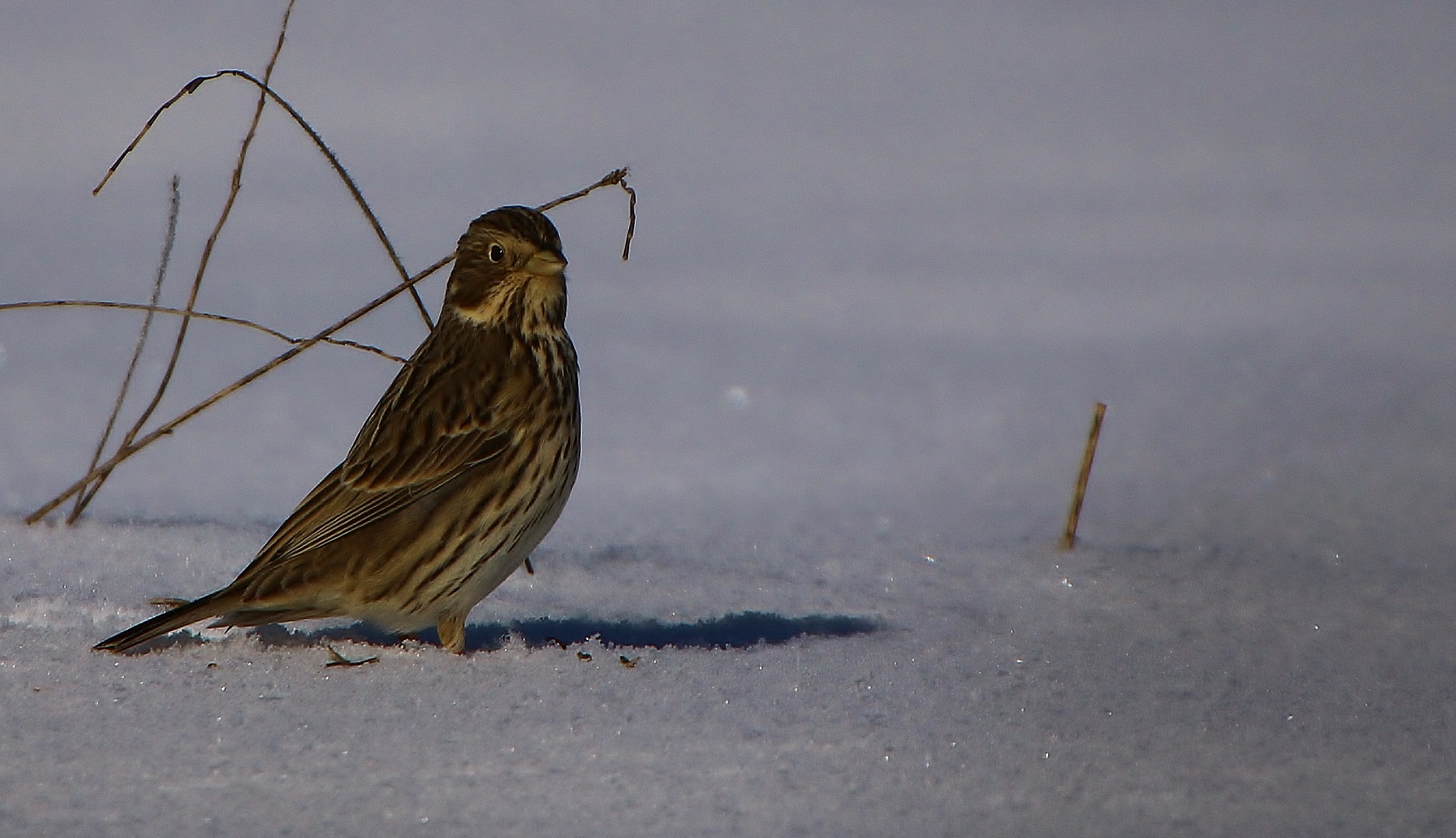 Yellowhammer